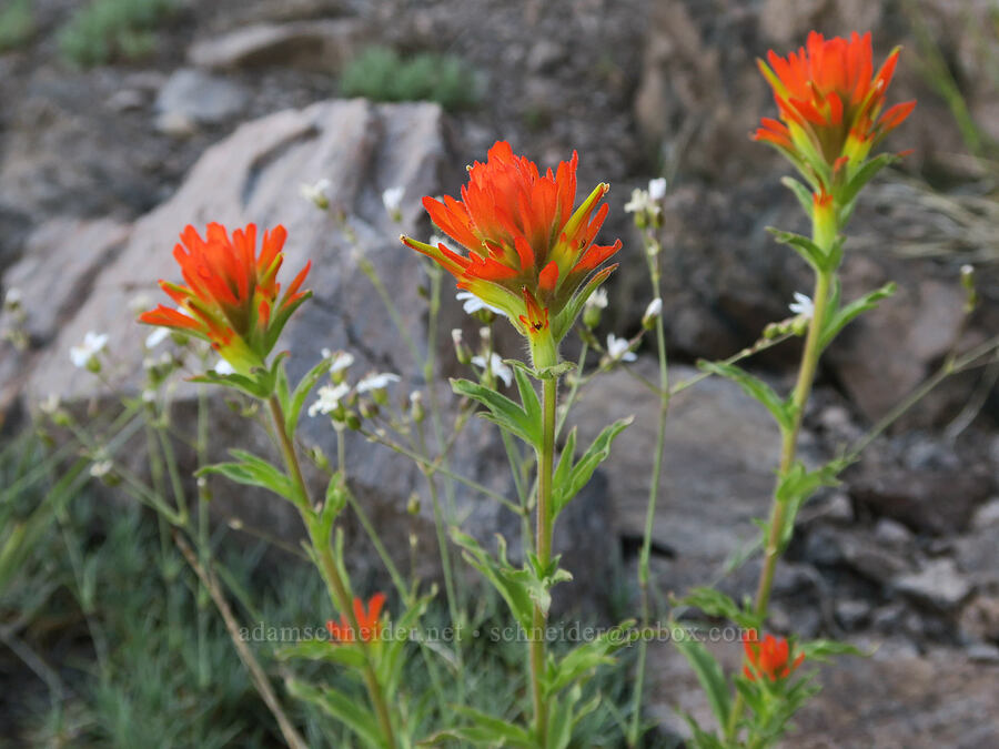 wavy-leaf paintbrush & sandwort (Castilleja applegatei var. pinetorum, Eremogone sp. (Arenaria sp.)) [Twelvemile Peak, Fremont-Winema National Forest, Lake County, Oregon]