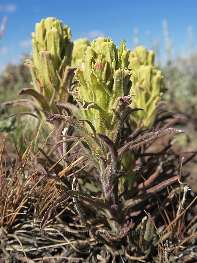 parrot-head paintbrush (Castilleja pilosa var. pilosa) [Twelvemile Peak, Fremont-Winema National Forest, Lake County, Oregon]