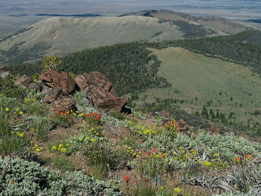 wildflowers [Twelvemile Peak, Fremont-Winema National Forest, Lake County, Oregon]