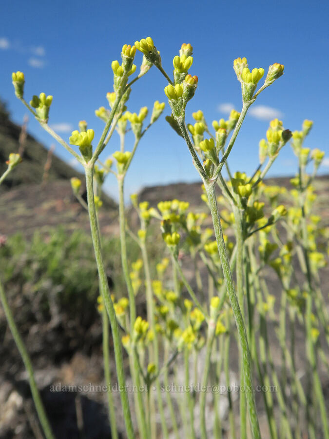 Goose Lake buckwheat (Eriogonum strictum var. anserinum) [Twelvemile Peak, Fremont-Winema National Forest, Lake County, Oregon]