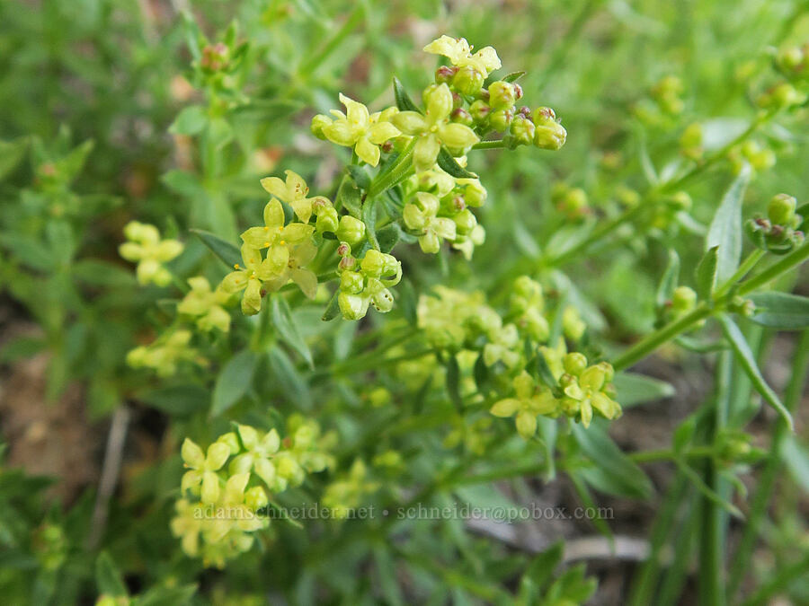 intermountain bedstraw (Galium serpenticum (Galium multiflorum)) [Twelvemile Peak, Fremont-Winema National Forest, Lake County, Oregon]