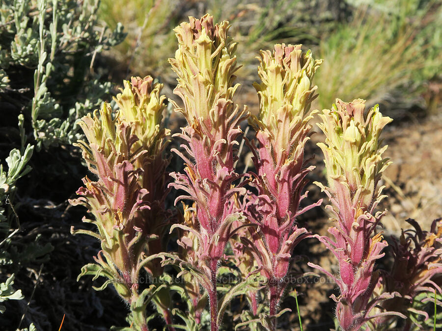 parrot-head paintbrush (Castilleja pilosa var. pilosa) [Twelvemile Peak, Fremont-Winema National Forest, Lake County, Oregon]