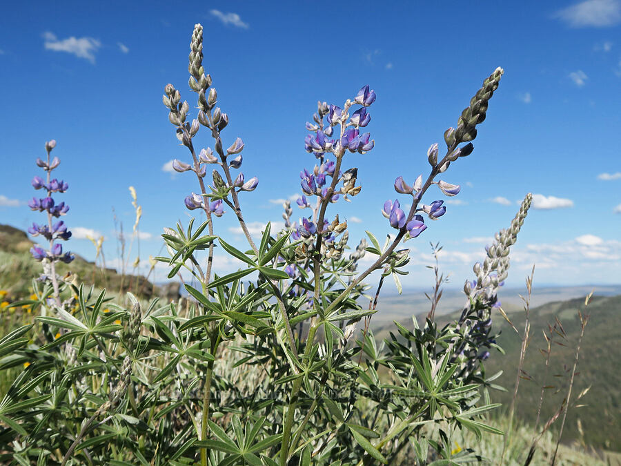 silvery lupines (Lupinus sp.) [Twelvemile Peak, Fremont-Winema National Forest, Lake County, Oregon]