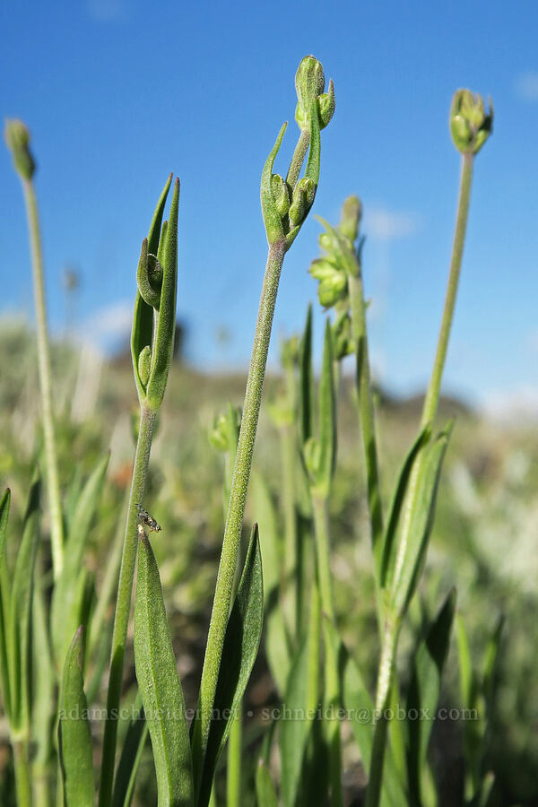 Douglas' catchfly, budding (Silene douglasii) [Twelvemile Peak, Fremont-Winema National Forest, Lake County, Oregon]
