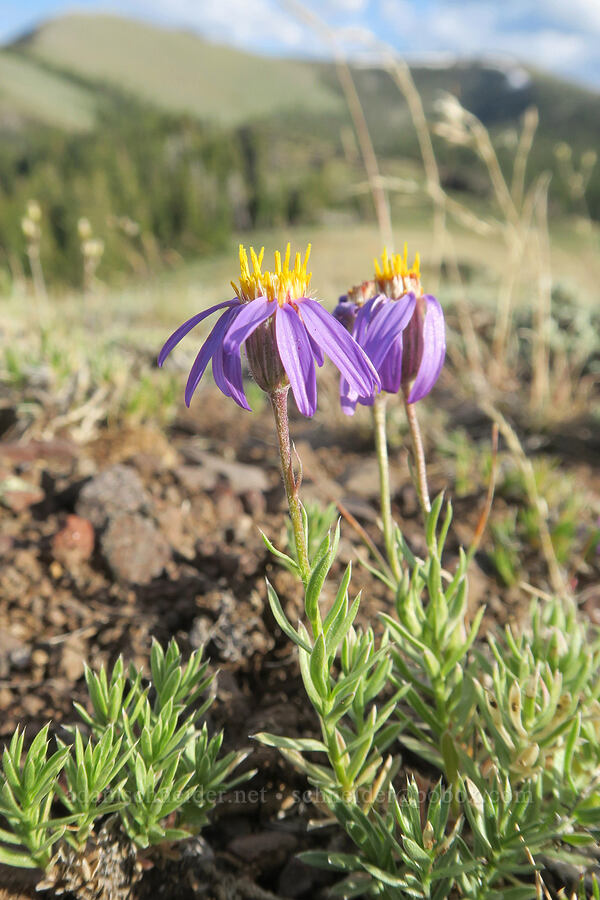 lava aster (Ionactis alpina (Aster scopulorum)) [Twelvemile Peak, Fremont-Winema National Forest, Lake County, Oregon]