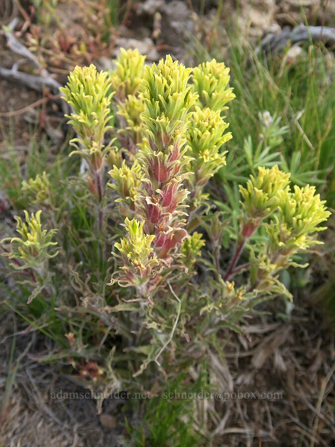 parrot-head paintbrush (Castilleja pilosa var. pilosa) [Twelvemile Peak, Fremont-Winema National Forest, Lake County, Oregon]