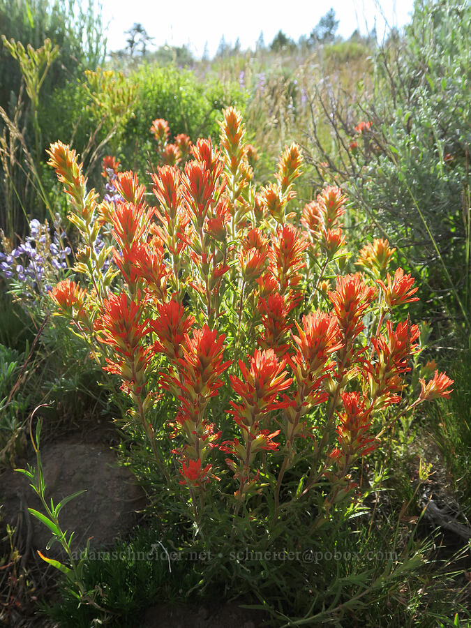 wavy-leaf paintbrush (Castilleja applegatei var. pinetorum) [Twelvemile Peak, Fremont-Winema National Forest, Lake County, Oregon]