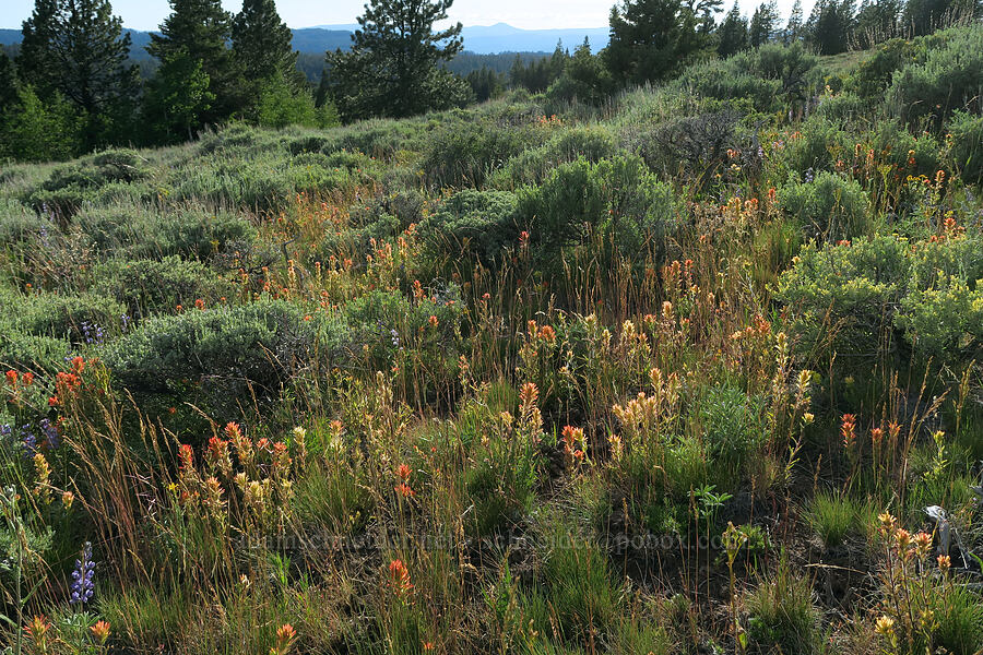 wavy-leaf paintbrush & sagebrush (Castilleja applegatei var. pinetorum, Artemisia tridentata) [Twelvemile Peak, Fremont-Winema National Forest, Lake County, Oregon]