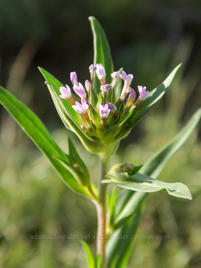 narrow-leaf collomia (Collomia linearis) [Twelvemile Peak, Fremont-Winema National Forest, Lake County, Oregon]