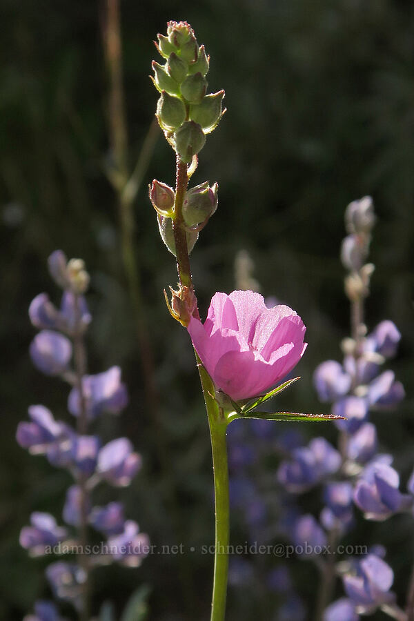 checker-mallow & lupine (Sidalcea oregana, Lupinus sp.) [Twelvemile Peak, Fremont-Winema National Forest, Lake County, Oregon]