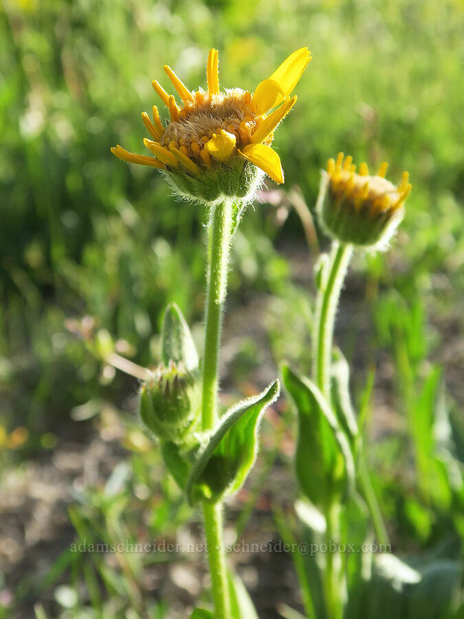twin arnica (Arnica sororia) [South Fork Crooked Creek Trailhead, Fremont-Winema National Forest, Lake County, Oregon]