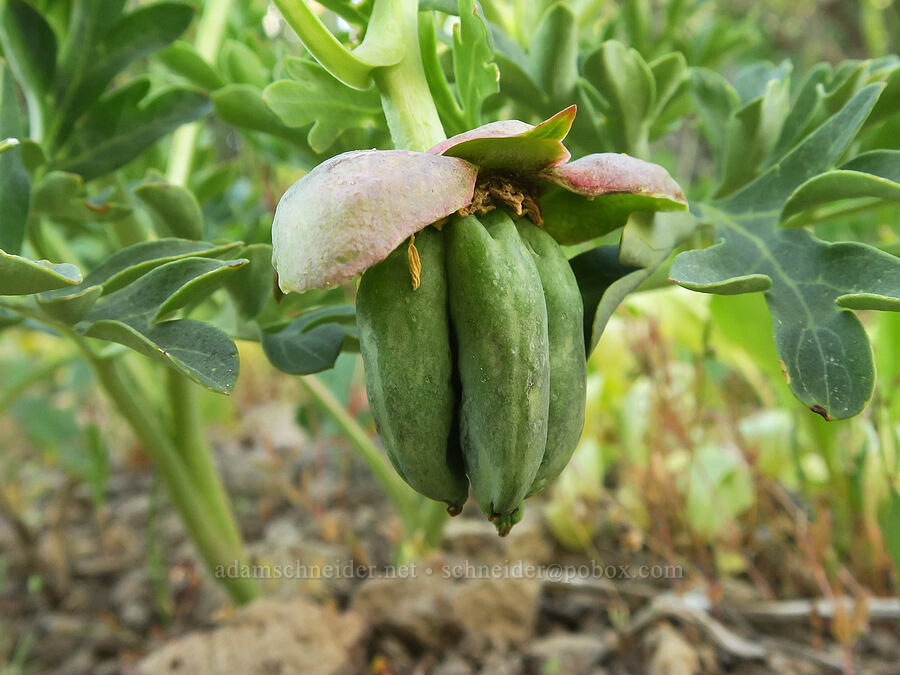 Brown's peony fruits (Paeonia brownii) [South Fork Crooked Creek Trailhead, Fremont-Winema National Forest, Lake County, Oregon]
