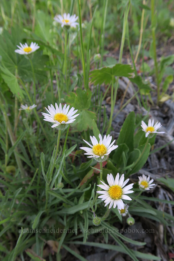 Eaton's fleabane (Erigeron eatonii) [South Fork Crooked Creek Trailhead, Fremont-Winema National Forest, Lake County, Oregon]