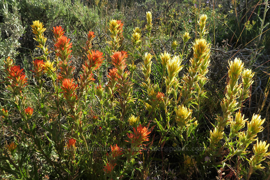 two colors of wavy-leaf paintbrush (Castilleja applegatei var. pinetorum) [North Warner Viewpoint, Fremont-Winema National Forest, Lake County, Oregon]