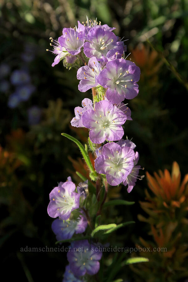 narrow-leaf phacelia (Phacelia linearis) [North Warner Viewpoint, Fremont-Winema National Forest, Lake County, Oregon]