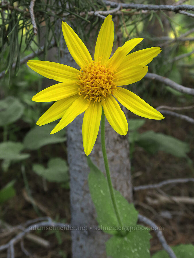 heart-leaf arnica (Arnica cordifolia) [Mud Creek Campground, Fremont-Winema National Forest, Lake County, Oregon]