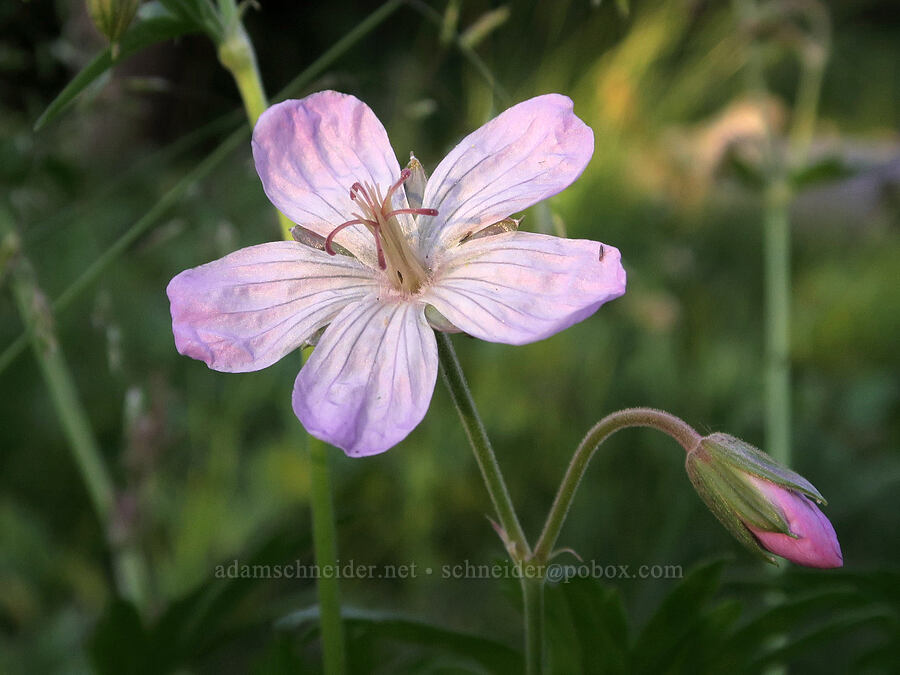 sticky geranium (Geranium viscosissimum) [Mud Creek Campground, Fremont-Winema National Forest, Lake County, Oregon]