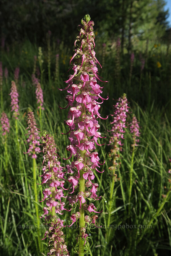 elephant's-head lousewort (Pedicularis groenlandica) [Mud Creek Campground, Fremont-Winema National Forest, Lake County, Oregon]