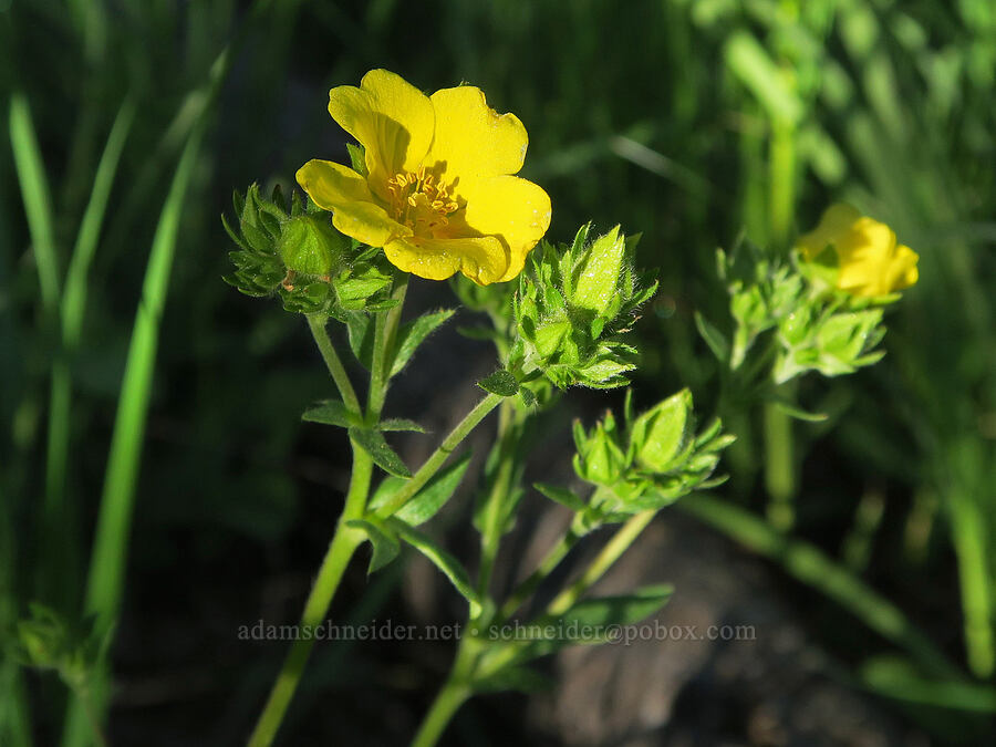 Nuttall's cinquefoil (Potentilla gracilis var. fastigiata (Potentilla gracilis var. nuttallii)) [Mud Creek Campground, Fremont-Winema National Forest, Lake County, Oregon]