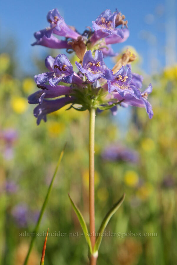 Rydberg's penstemon (Penstemon rydbergii var. oreocharis) [Mud Creek Campground, Fremont-Winema National Forest, Lake County, Oregon]