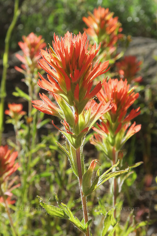wavy-leaf paintbrush (Castilleja applegatei var. pinetorum) [Mud Creek Spring, Fremont-Winema National Forest, Lake County, Oregon]