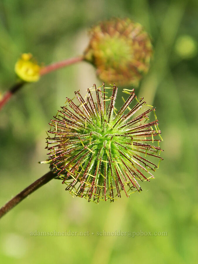 big-leaf avens, going to seed (Geum macrophyllum) [Mud Creek Spring, Fremont-Winema National Forest, Lake County, Oregon]
