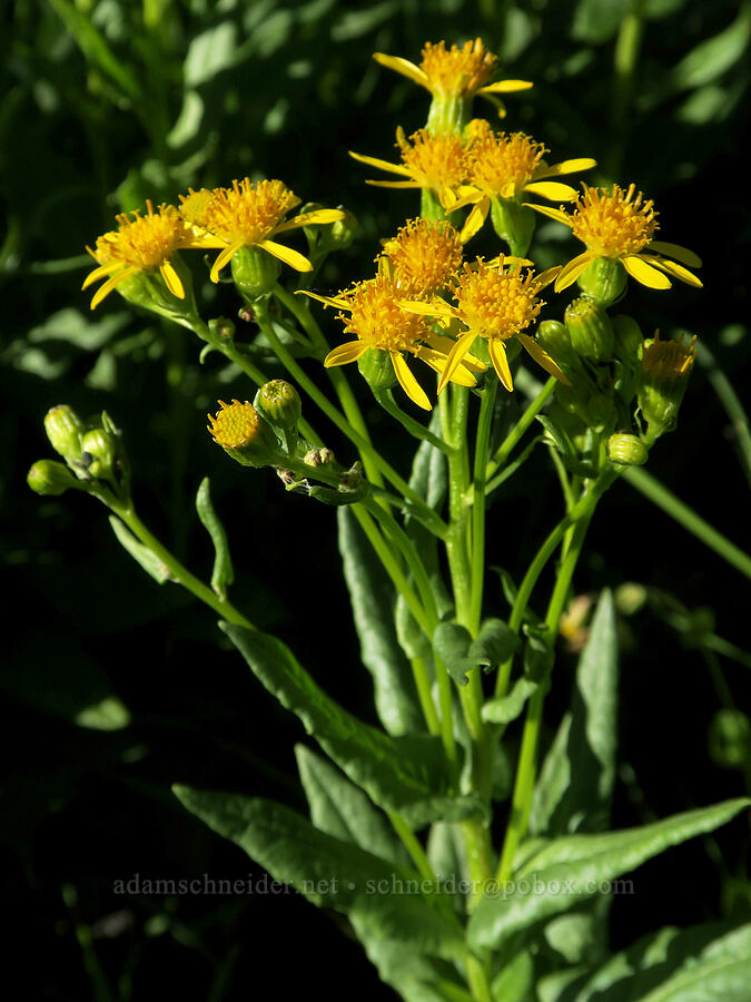 arrow-leaf groundsel (Senecio triangularis) [Mud Creek Spring, Fremont-Winema National Forest, Lake County, Oregon]