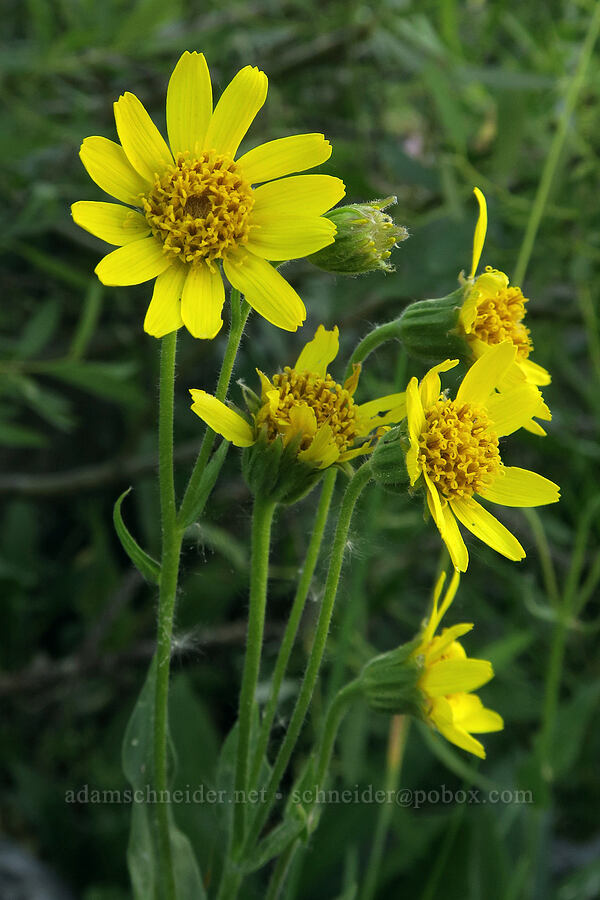 arnica (Arnica sp.) [Mud Creek Spring, Fremont-Winema National Forest, Lake County, Oregon]