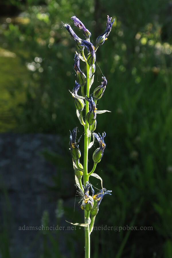 camas, going to seed (Camassia quamash) [Mud Creek Spring, Fremont-Winema National Forest, Lake County, Oregon]