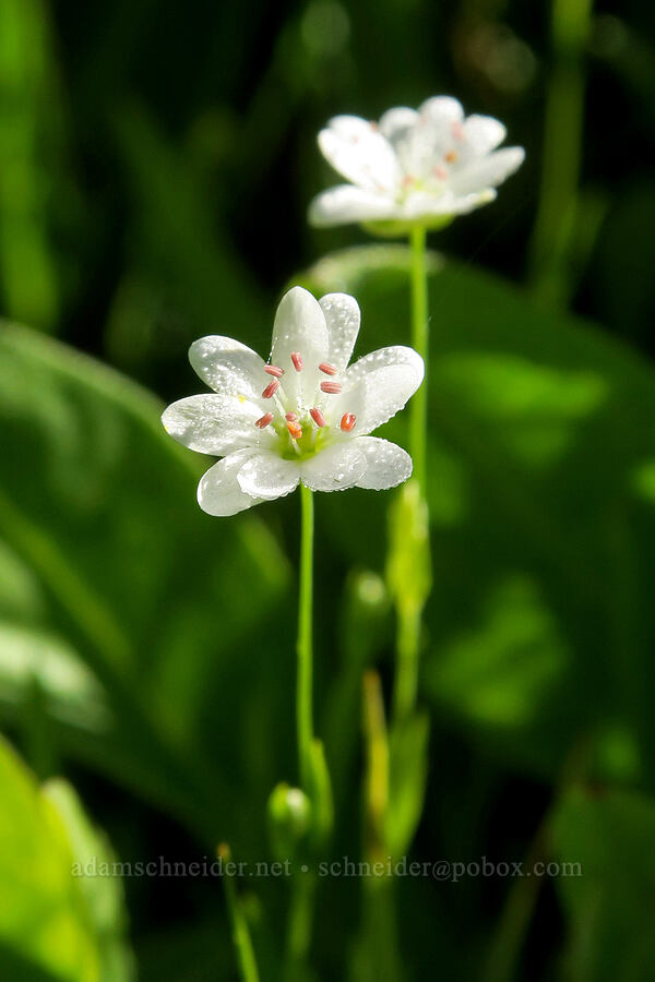long-stalk starwort (Stellaria longipes) [Mud Creek Spring, Fremont-Winema National Forest, Lake County, Oregon]