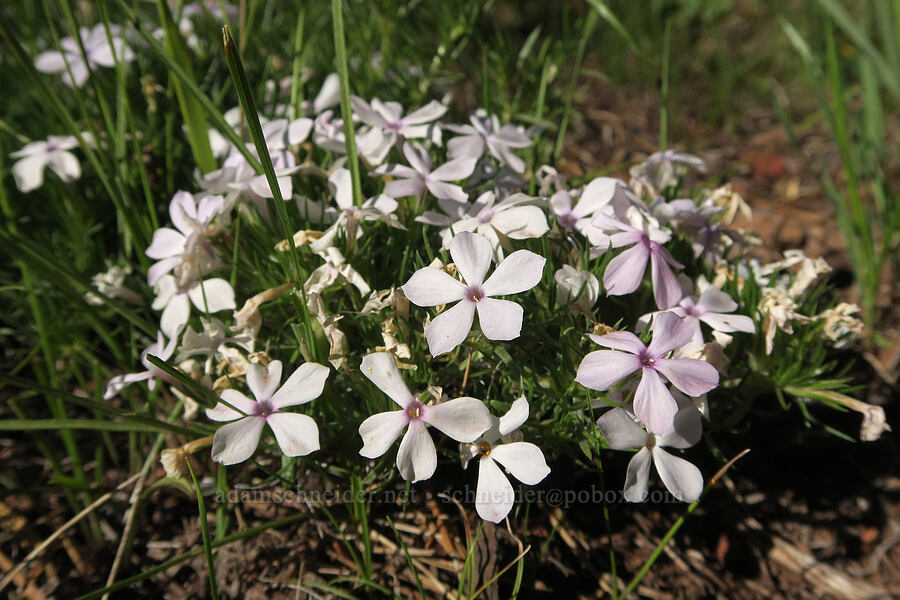spreading phlox (Phlox diffusa) [Mud Creek Campground, Fremont-Winema National Forest, Lake County, Oregon]