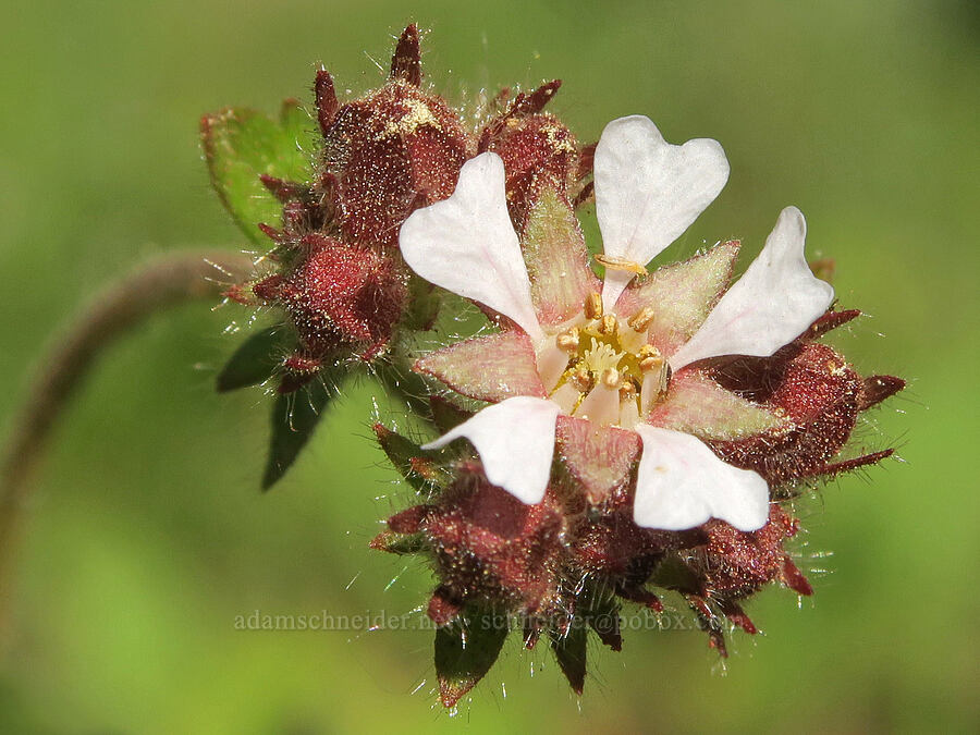 tawny horkelia (Horkelia fusca var. parviflora) [Mud Creek Campground, Fremont-Winema National Forest, Lake County, Oregon]