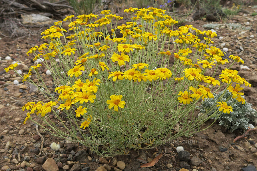 Oregon sunshine (Eriophyllum lanatum) [East Bay Road, Lake County, Oregon]