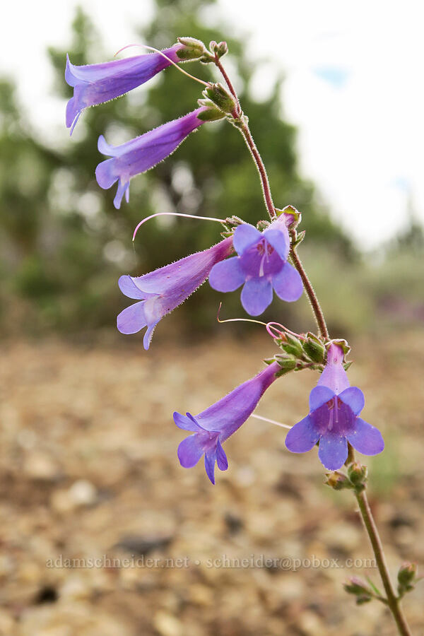 Roezl's penstemon (Penstemon roezlii (Penstemon laetus ssp. roezlii)) [East Bay Road, Lake County, Oregon]