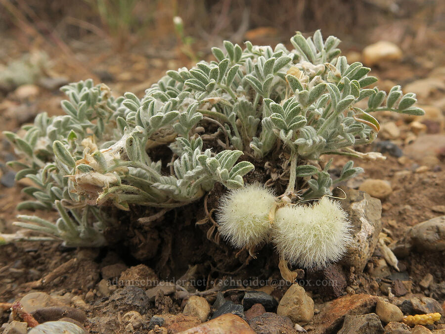 woolly-pod milk-vetch (Astragalus purshii) [East Bay Road, Lake County, Oregon]