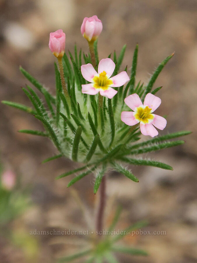 whiskerbrush (Leptosiphon ciliatus (Linanthus ciliatus)) [Hager Mountain Trailhead, Fremont-Winema National Forest, Lake County, Oregon]