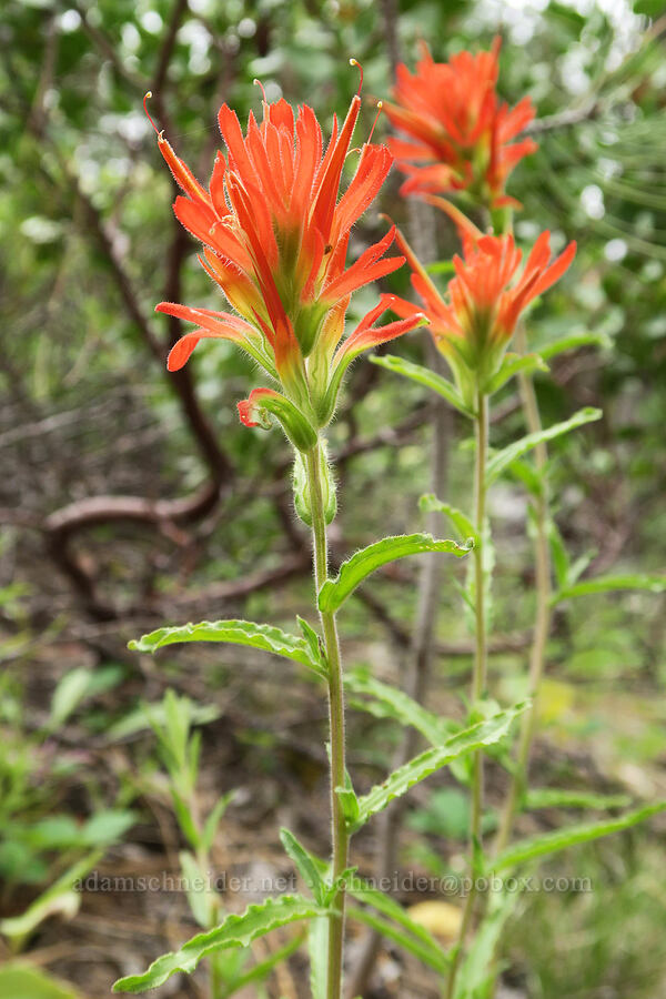 wavy-leaf paintbrush (Castilleja applegatei) [Hager Mountain Trail, Fremont-Winema National Forest, Lake County, Oregon]