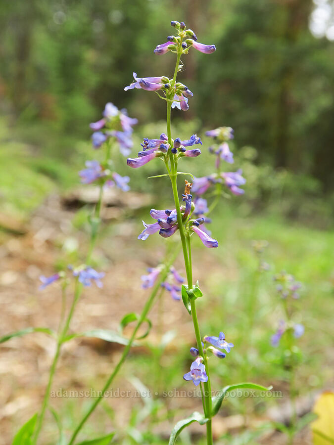 ash penstemon (Penstemon cinicola) [Hager Mountain Trail, Fremont-Winema National Forest, Lake County, Oregon]