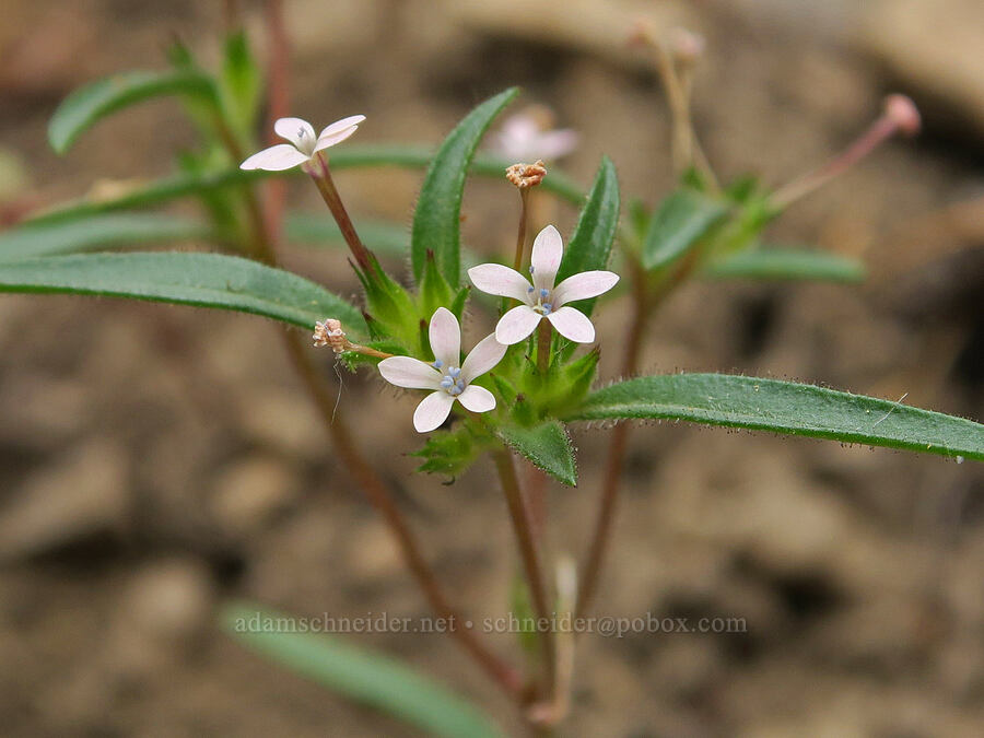 staining collomia (Collomia tinctoria) [Hager Mountain Trail, Fremont-Winema National Forest, Lake County, Oregon]