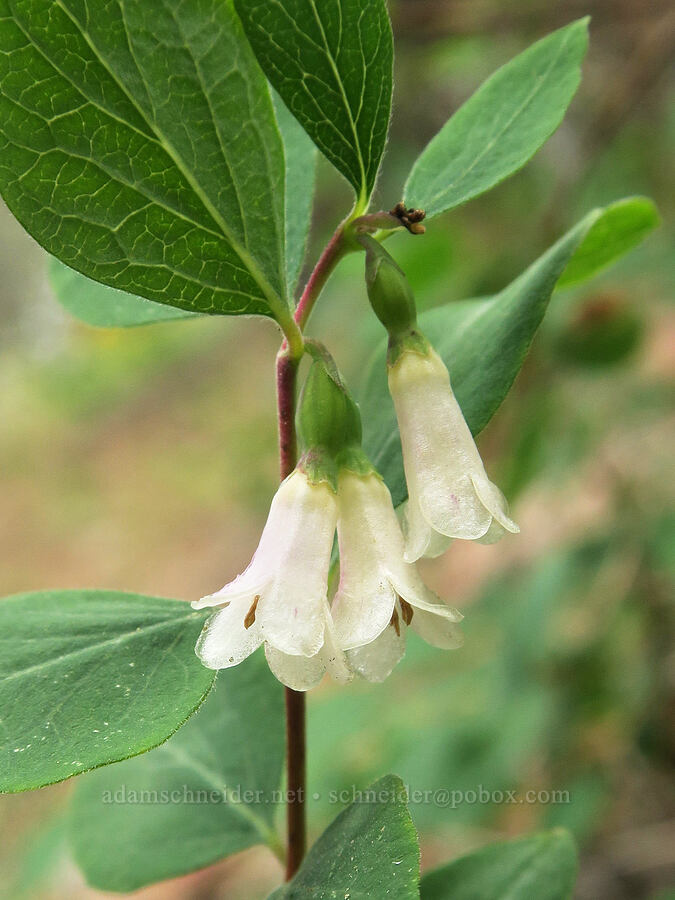 mountain snowberry (Symphoricarpos rotundifolius) [Hager Mountain Trail, Fremont-Winema National Forest, Lake County, Oregon]
