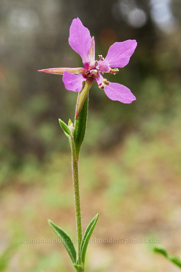 diamond clarkia (Clarkia rhomboidea) [Hager Mountain Trail, Fremont-Winema National Forest, Lake County, Oregon]