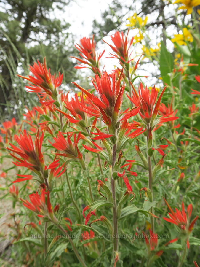 wavy-leaf paintbrush (Castilleja applegatei) [Hager Mountain Trail, Fremont-Winema National Forest, Lake County, Oregon]