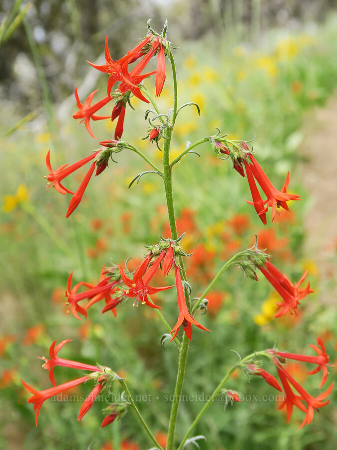 scarlet gilia (skyrocket) (Ipomopsis aggregata) [Hager Mountain Trail, Fremont-Winema National Forest, Lake County, Oregon]