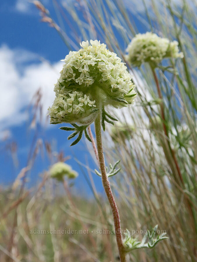 ball-head ipomopsis (Ipomopsis congesta) [Hager Mountain Trail, Fremont-Winema National Forest, Lake County, Oregon]