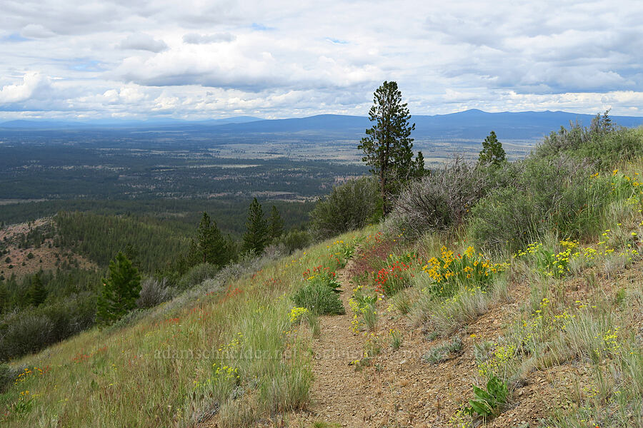 wildflowers & views (Balsamorhiza sp., Castilleja applegatei var. pinetorum, Eriogonum umbellatum) [Hager Mountain Trail, Fremont-Winema National Forest, Lake County, Oregon]