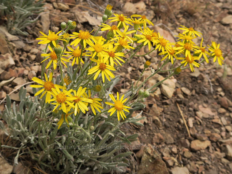 woolly groundsel (Packera cana (Senecio canus)) [Hager Mountain Trail, Fremont-Winema National Forest, Lake County, Oregon]