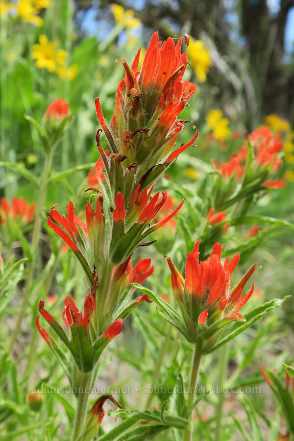 wavy-leaf paintbrush (Castilleja applegatei var. pinetorum) [Hager Mountain Trail, Fremont-Winema National Forest, Lake County, Oregon]