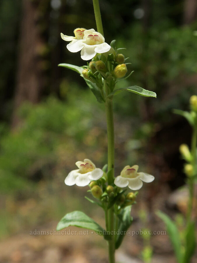 hot rock penstemon (Penstemon deustus) [Hager Mountain Trail, Fremont-Winema National Forest, Lake County, Oregon]