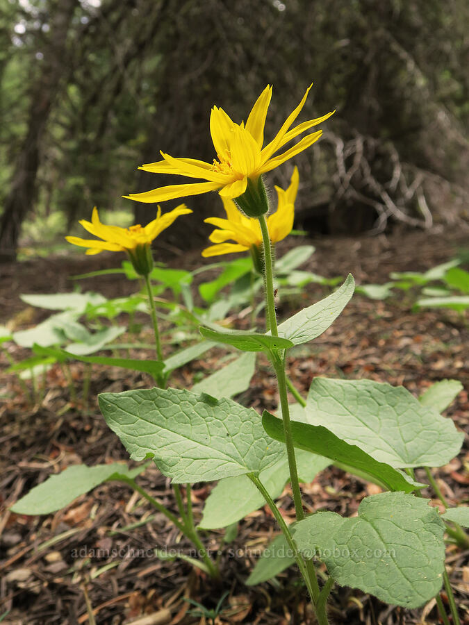 heart-leaf arnica (Arnica cordifolia) [Hager Mountain Trail, Fremont-Winema National Forest, Lake County, Oregon]