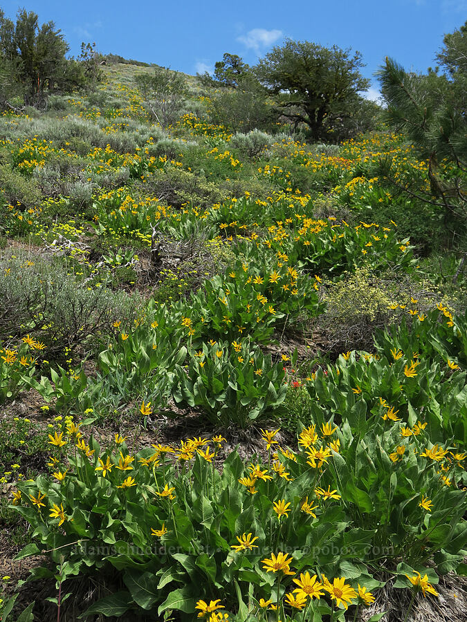 balsamroot & buckwheat (Balsamorhiza sp., Eriogonum umbellatum) [Hager Mountain Trail, Fremont-Winema National Forest, Lake County, Oregon]